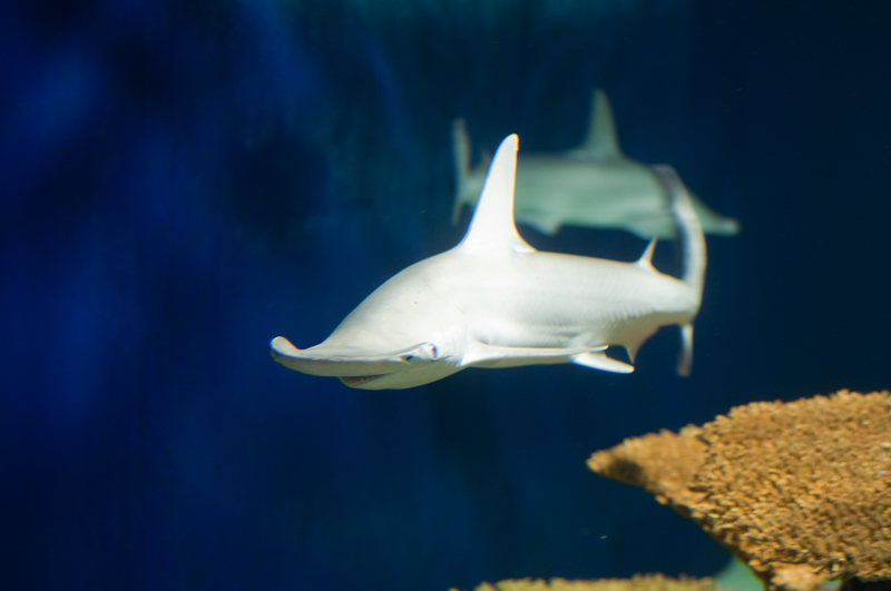 A bonnethead shark in a New Orleans aquarium