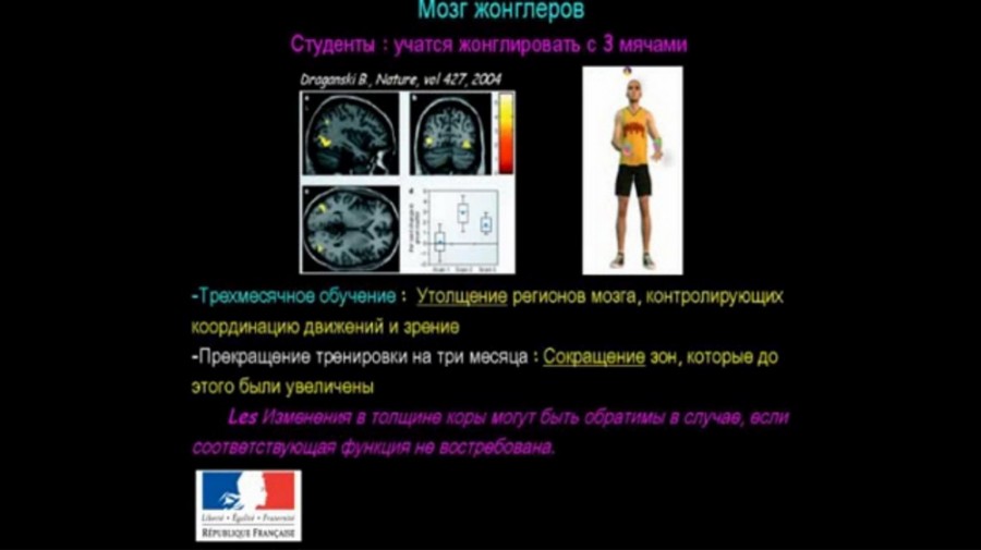 виндаль19-2 Как устроен мозг
