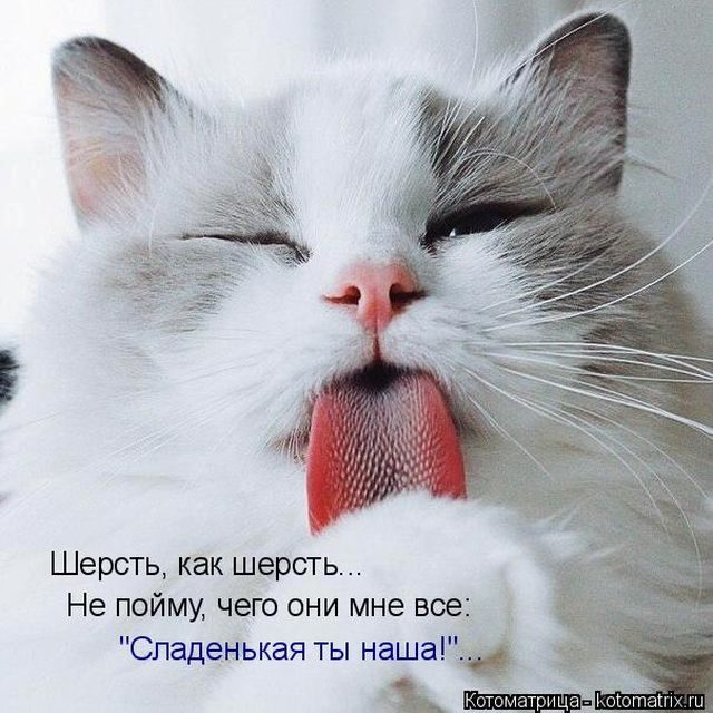 Самые свежие котоматрицы )) Самые свежие котоматрицы ))