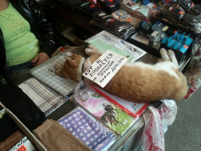 Самые оригинальные народные объявления уходящего года объявления, юмор