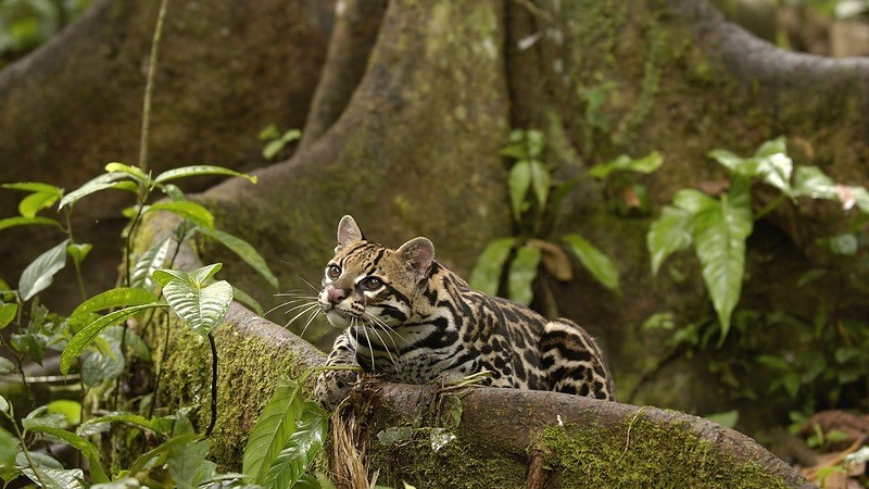 Amazonas26 Amazonas26 Большое фотопутешествие по лесам Амазонки
