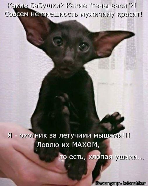 Самые свежие котоматрицы )) Самые свежие котоматрицы ))