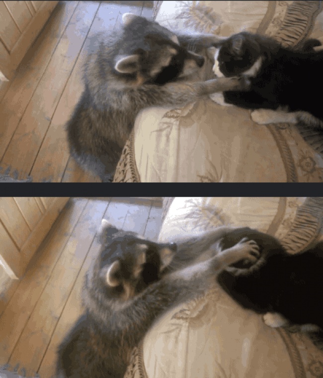 Животные, которые ни за что не отдадут свое) Животные, которые ни за что не отдадут свое)