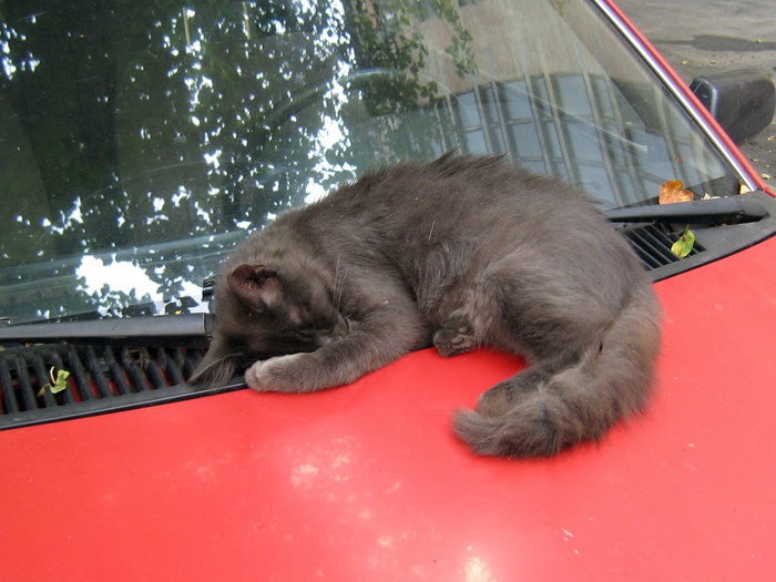 Кошка спит на капоте красной машины фото. Картинка 618