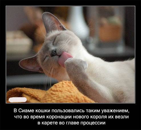 Интересные факты о кошках в картинках Интересные факты о кошках в картинках
