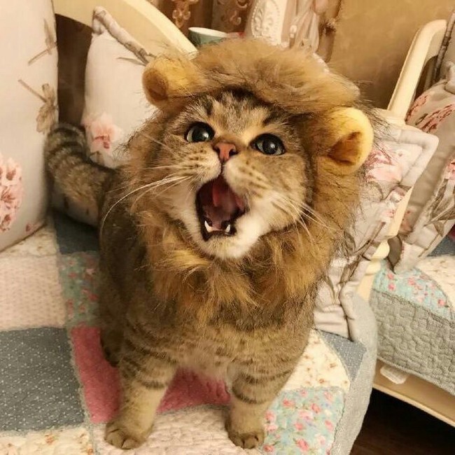 Маленький лев Маленький лев
