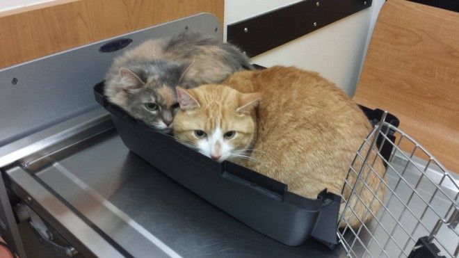 50 КОТИКОВ, КОТОРЫЕ ТОЛЬКО ЧТО ОСОЗНАЛИ, ЧТО ИХ ПРИВЕЛИ К ВЕТЕРИНАРУ 50 КОТИКОВ, КОТОРЫЕ ТОЛЬКО ЧТО ОСОЗНАЛИ, ЧТО ИХ ПРИВЕЛИ К ВЕТЕРИНАРУ