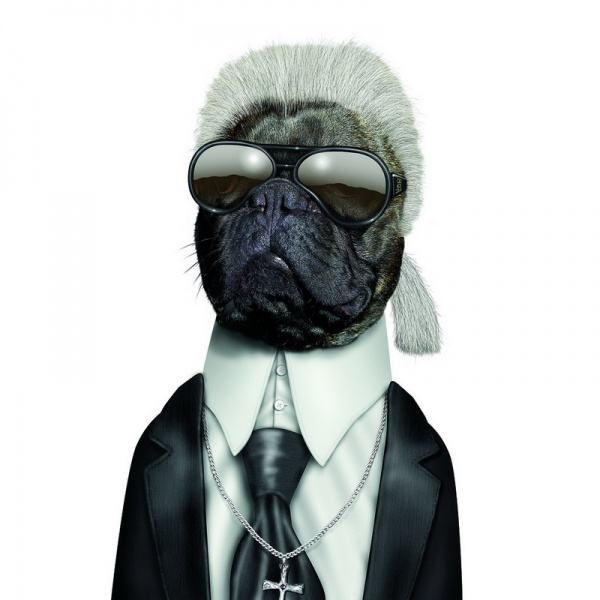 Животные  - двойники  знаменитостей