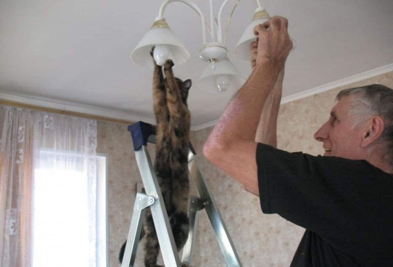 13 смешных котов, которые ведут себя как люди 13 смешных котов, которые ведут себя как люди