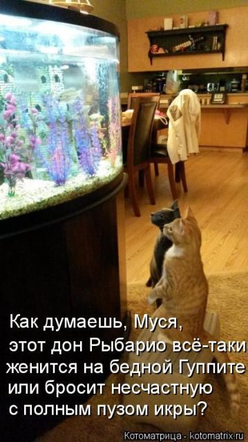 Смешные котоматрицы для хорошего настроения)