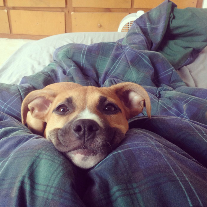 13-happy-dogs