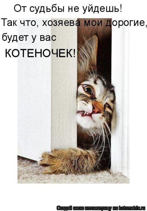 Позитивные котоматрицы ;))