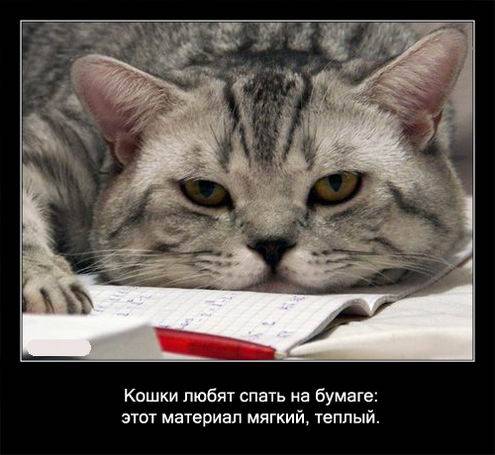 Интересные факты о кошках в картинках Интересные факты о кошках в картинках