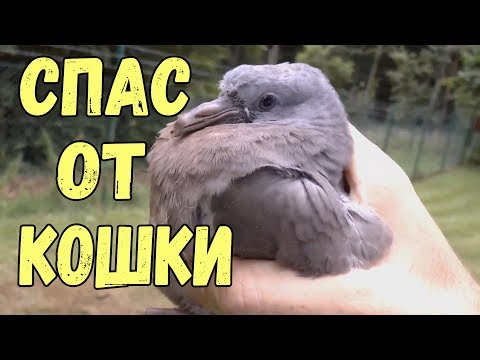 Спас голубя от кошки Очень трогательное видео до слез Спас голубя от кошки Очень трогательное видео до слез