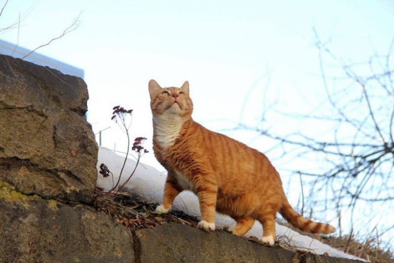 Кот, который получил трудовую книжку