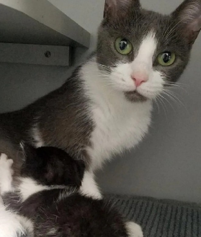 Кошка и черно-белый котенок Кошка кормит котенка