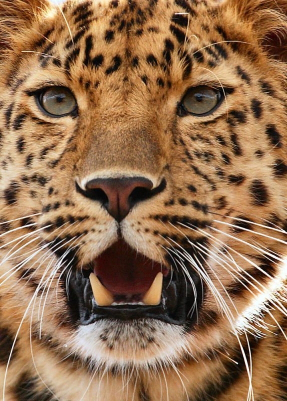 Дикие кошки (27 фото)