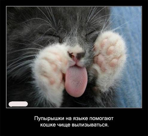 Интересные факты о кошках в картинках Интересные факты о кошках в картинках