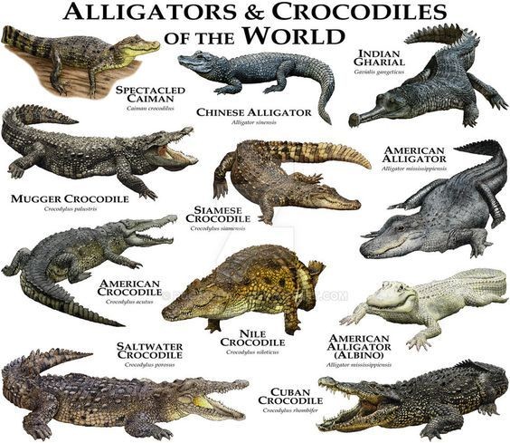 Самый большой крокодил - морской крокодил (Crocodylus porosus), который водится в Индии, северной Австрали и островах Фиджи. Длина его может достигать 7 метров, а вес - 1 тонны! Пятиметровые особи весят как минимум полтонны. Самый большой крокодил - морской крокодил (Crocodylus porosus), который водится в Индии, северной Австрали и островах Фиджи. Длина его может достигать 7 метров, а вес - 1 тонны! Пятиметровые особи весят как минимум полтонны. аллигатор, интересное, крокодил, природа, факты, фауна