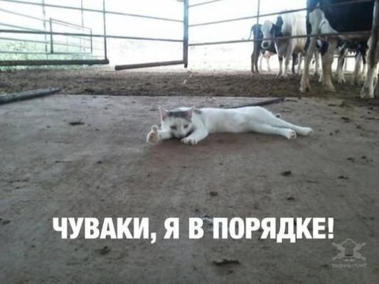 Анекдоты Анекдоты