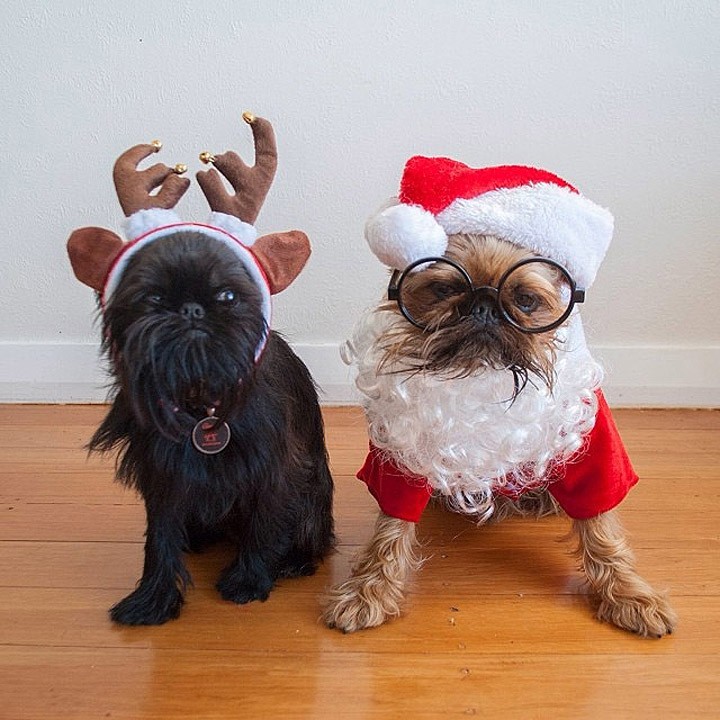 Топ 10 самых популярных животных в Instagram famousanimals05 Топ 10 самых популярных животных в Instagram