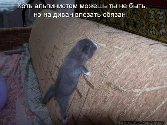 Позитивные котоматрицы ;))