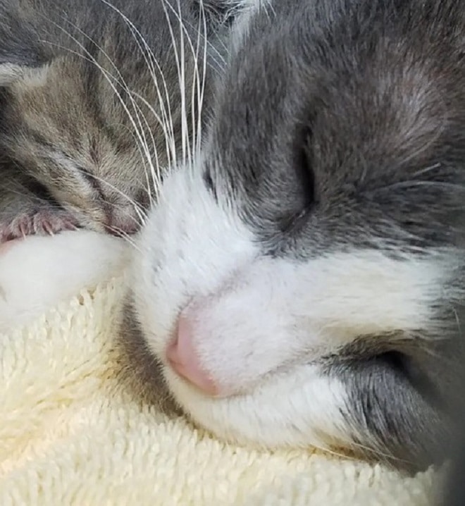 Котенок с кошкой Кошка и котенок