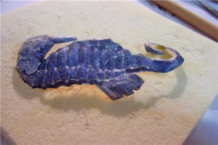 5.jpg (450×299, 21 КБ) 5.jpg