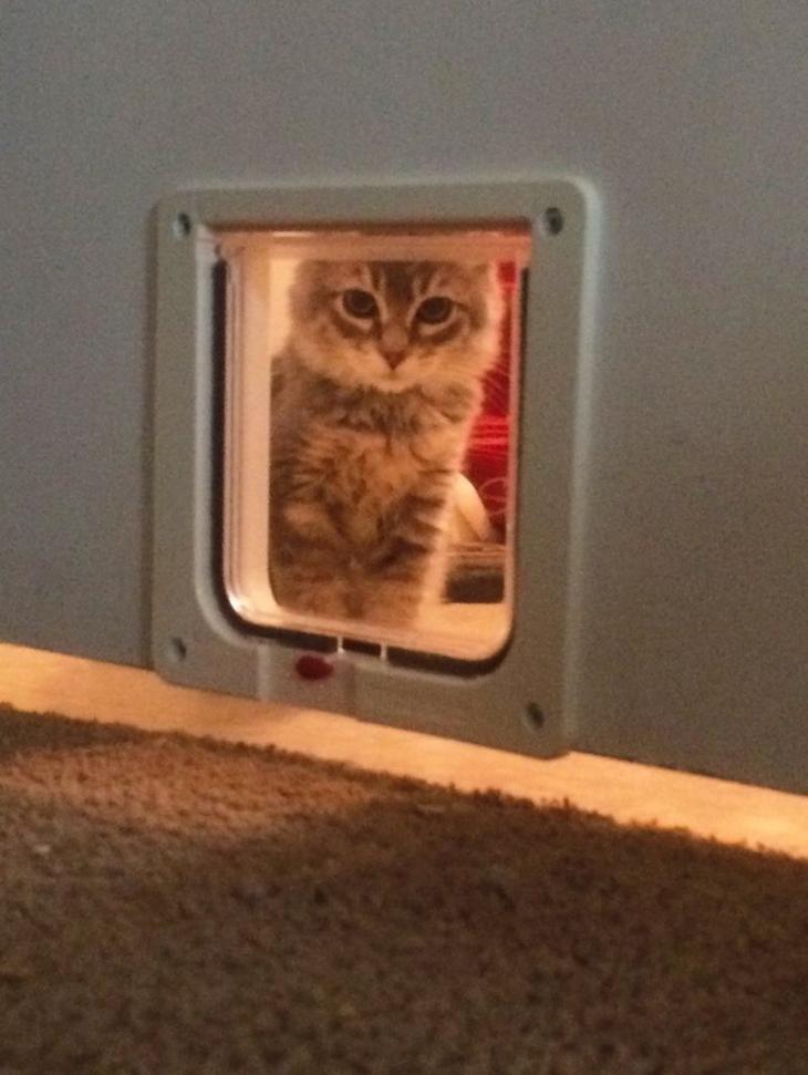 Без кота и жизнь не та