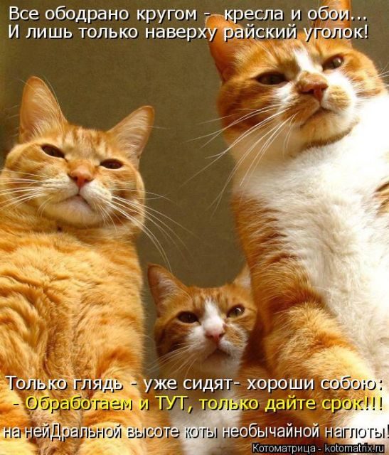 Самые свежие котоматрицы )) Самые свежие котоматрицы ))