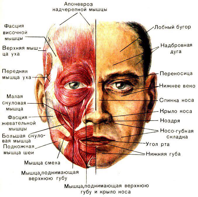 БЛОКИРОВКА ГОРЛА И РТА ПО РАЙХУ.