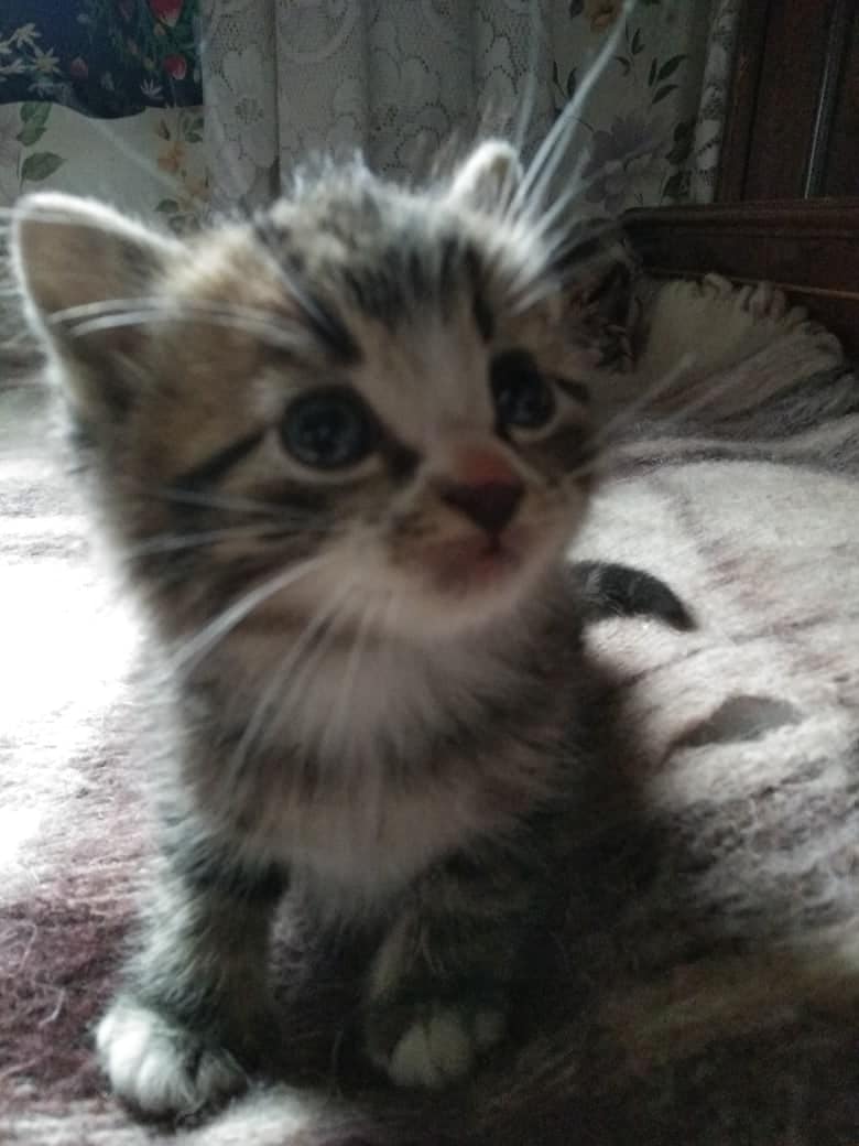 помощь котёнку котёнок в доме
