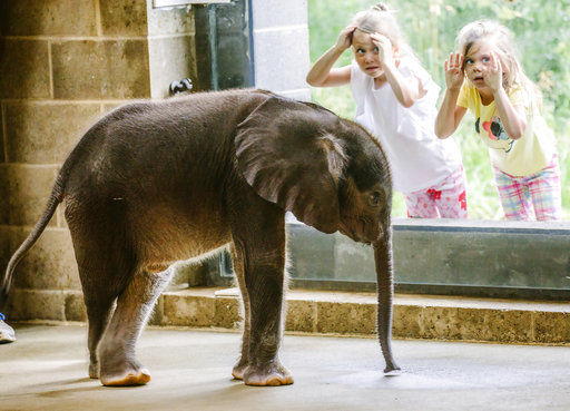 Baby elephant 'up and moving' after feeding tube inserted