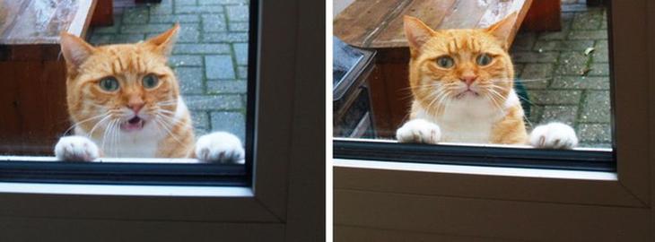 Без кота и жизнь не та