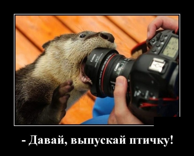Демотиваторы Демотиваторы