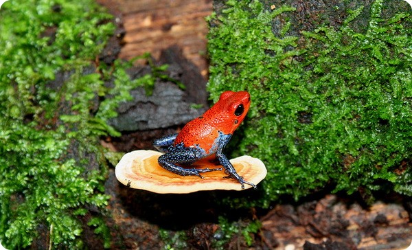 Oophaga pumilio