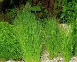 Болотница (Eleocharis acicularis) - 