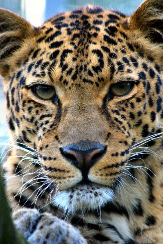 Дикие кошки (27 фото)