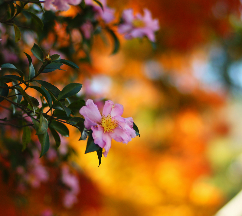 Очей очарованье