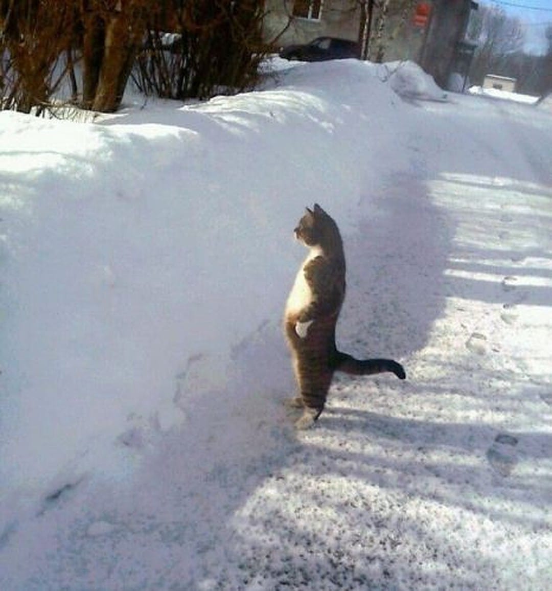 13 смешных котов, которые ведут себя как люди 13 смешных котов, которые ведут себя как люди
