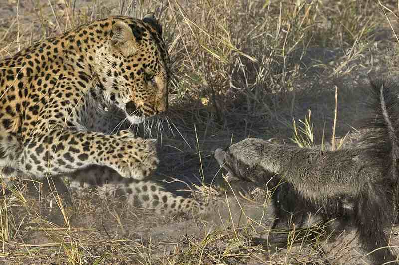 http://animaljaws.com/wp-content/uploads/2015/01/medoed-protiv-leoparda.jpg