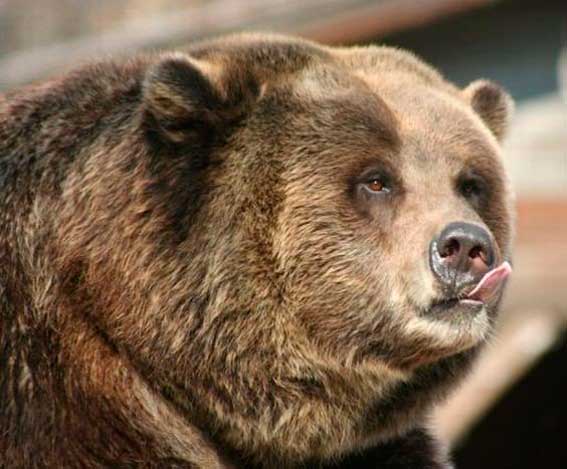 Стереотипы о России Стереотипы о России