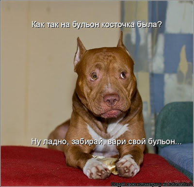 За собаку ему было обидно?