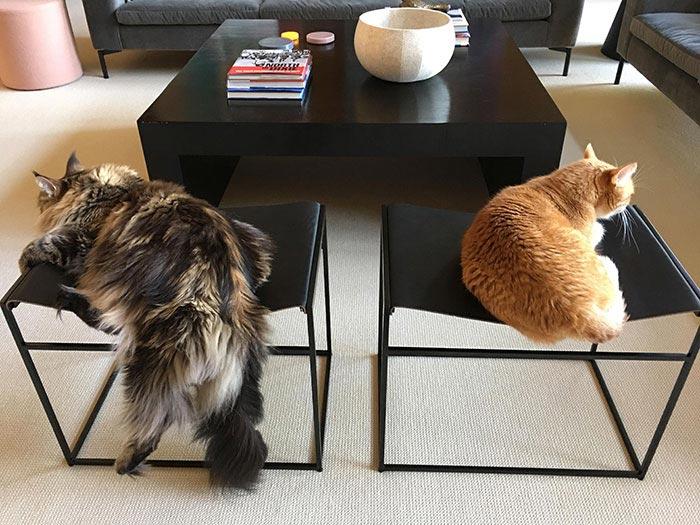 Если вы думаете, что ваш кот забавный, посмотрите на этих глупых и смешных мейн-кунов Если вы думаете, что ваш кот забавный, посмотрите на этих глупых и смешных мейн-кунов