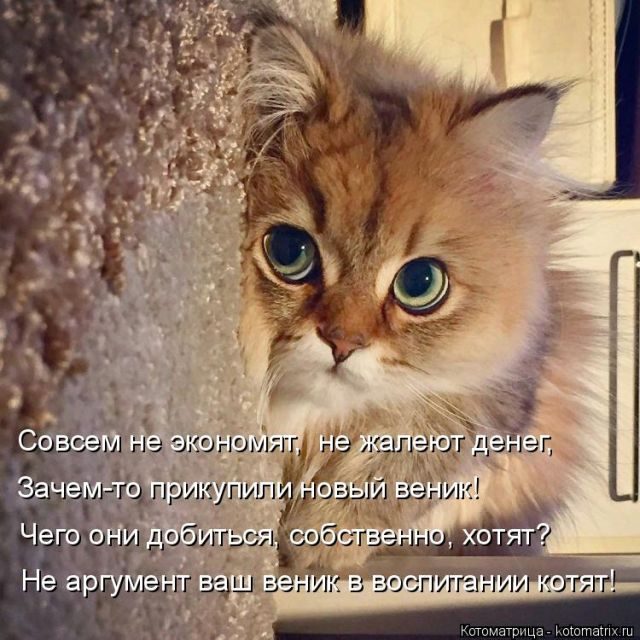Самые свежие котоматрицы )) Самые свежие котоматрицы ))