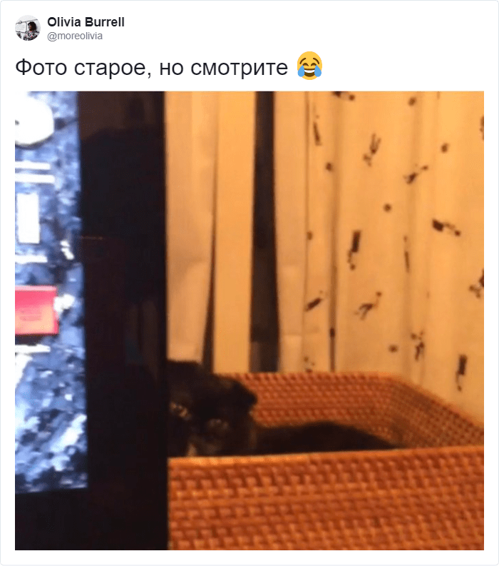 Кот мешает работать и лезет на клавиатуру? В сети предложили лайфхак, который прост и гениален