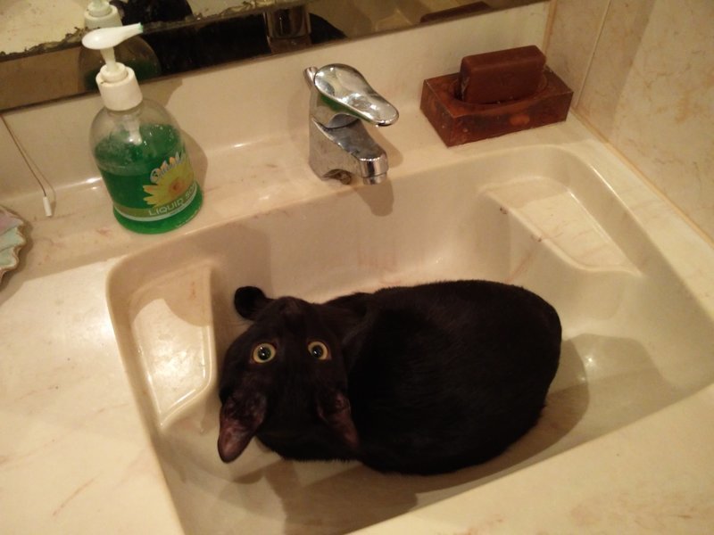 История одного кота История одного кота животные, история, кот, черный кот