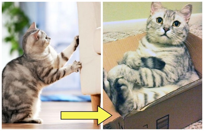 Отучаем кота портить мебель. Отучаем кота портить мебель.
