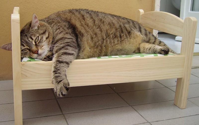 30 причин обменять жену на кошку 30 причин обменять жену на кошку