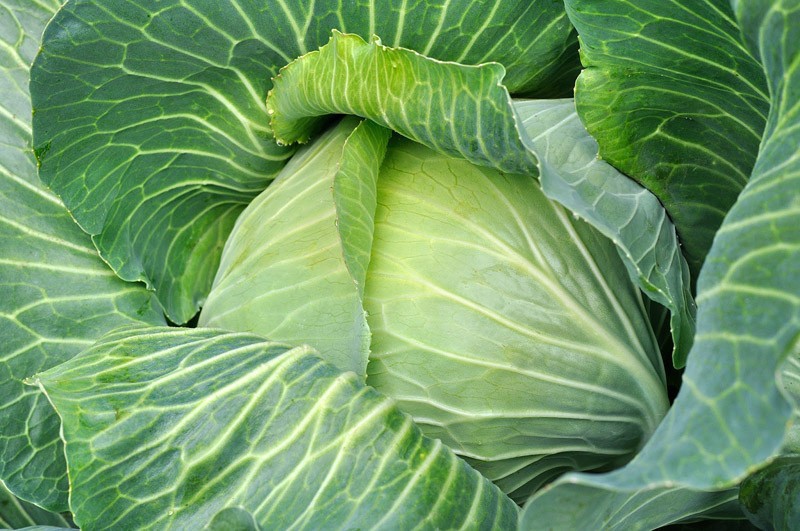 7 ГМО-продуктов, которые вынесут вам мозг 7 ГМО-продуктов, которые вынесут вам мозг гмо, продуктов питания